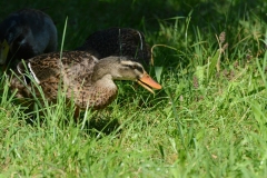 Schweizer Meisterschaft Mittel