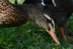 Schweizer Meisterschaft Mittel