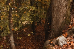 Ballenberg November 2022