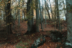 Ballenberg November 2022