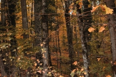 Ballenberg November 2022