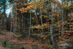 Ballenberg November 2022