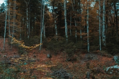 Ballenberg November 2022