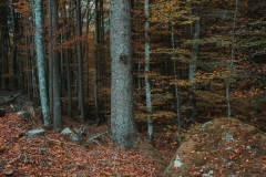 Ballenberg November 2022