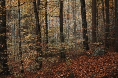 Ballenberg November 2022