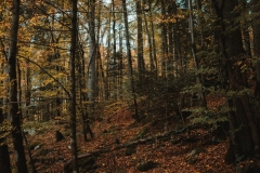 Ballenberg November 2022