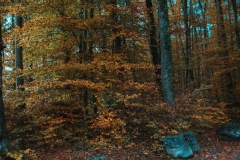 Ballenberg November 2022