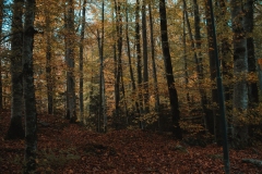 Ballenberg November 2022