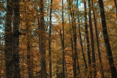 Ballenberg November 2022