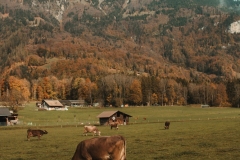 Ballenberg November 2022