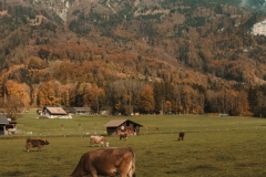 Ballenberg November 2022