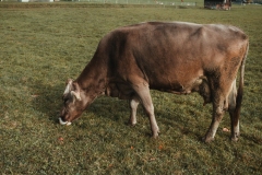 Ballenberg November 2022